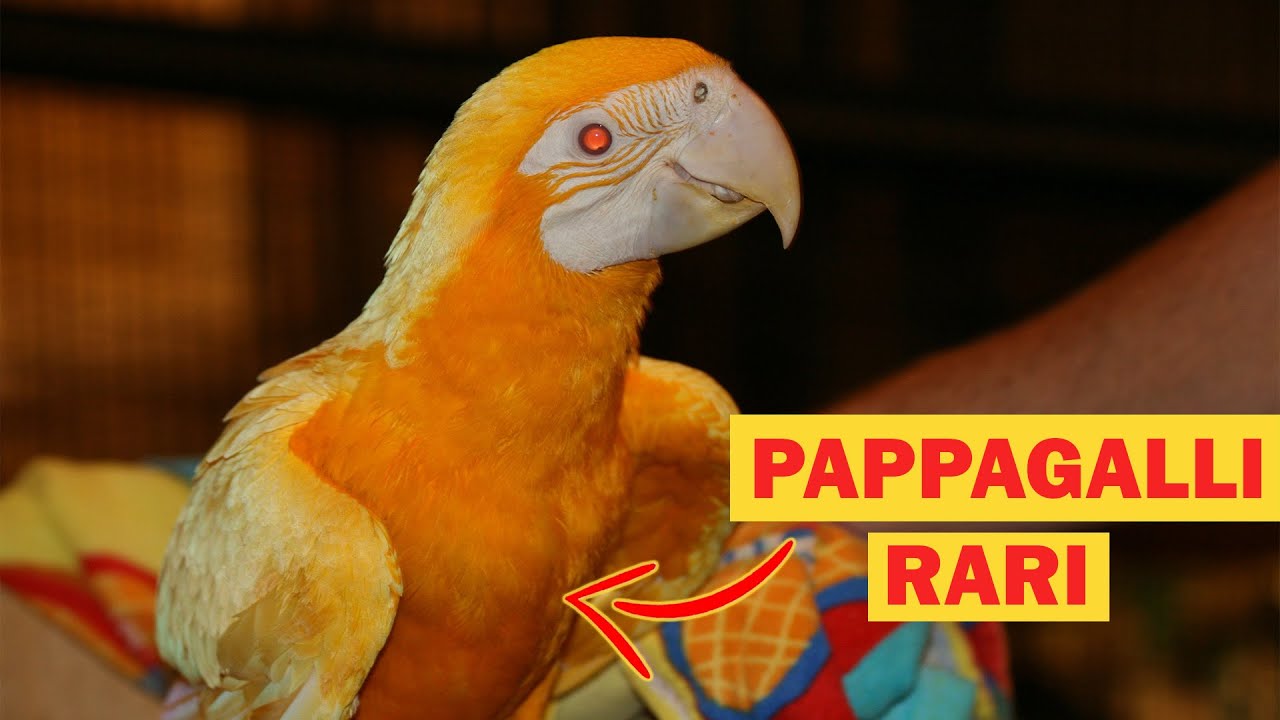 I 5 PAPPAGALLI più RARI al MONDO