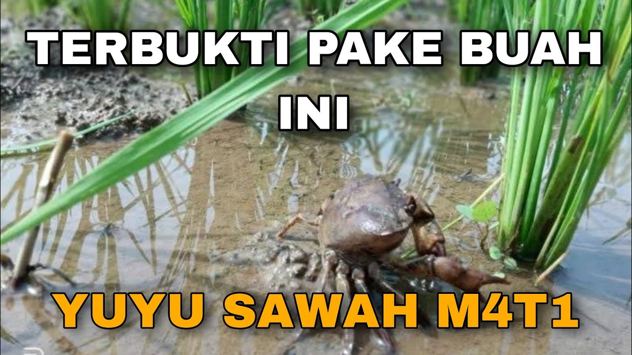 CUKUP PAKE BUAH INI HAMA YUYU SAWAH LANGSUNG MOK4D