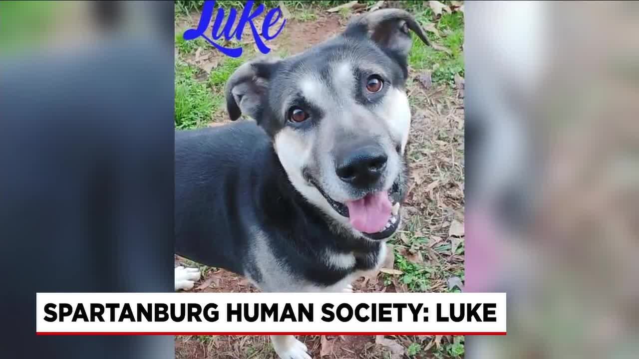 Four Legged Friends: Luke