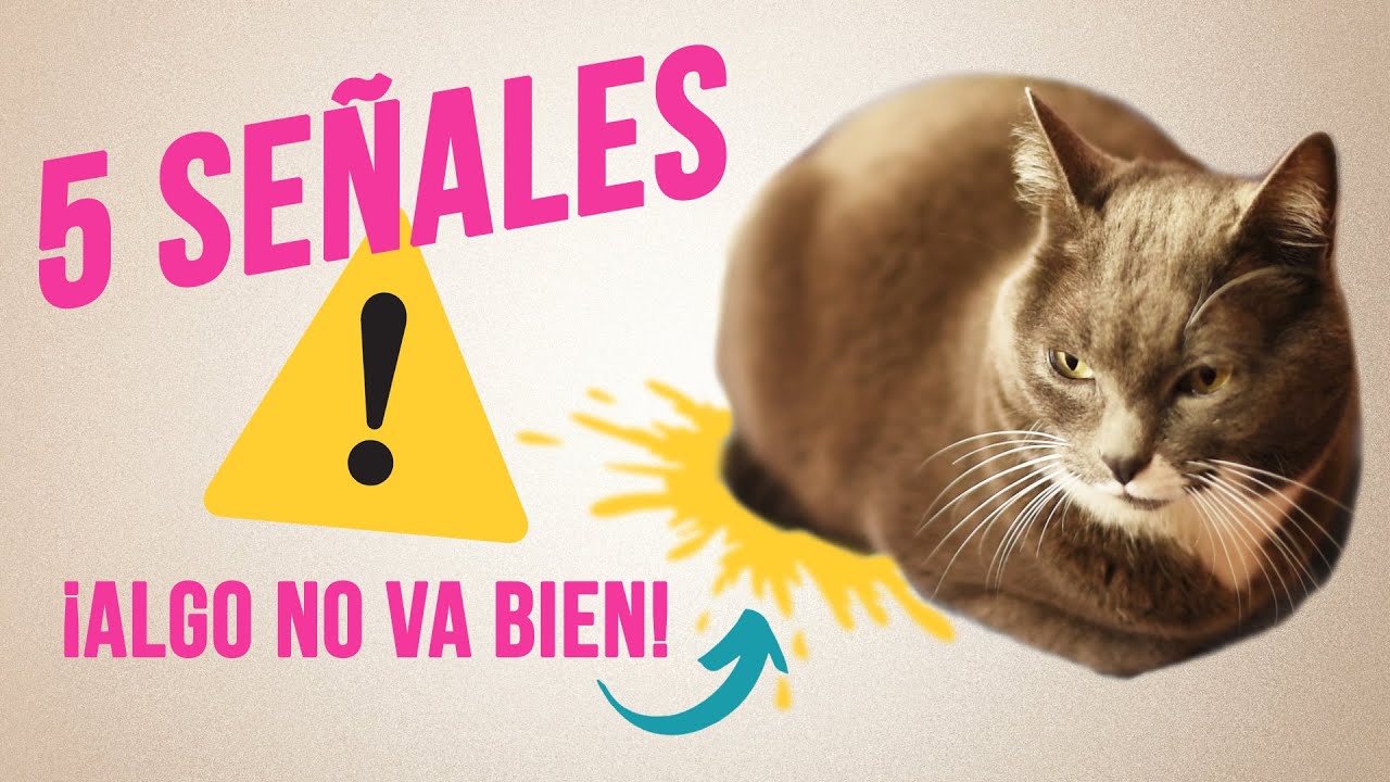 5 SEÑALES ⚠️ de que tu GATO NO ESTÁ BIEN 😿 | Cómo saber si un gato está enfermo
