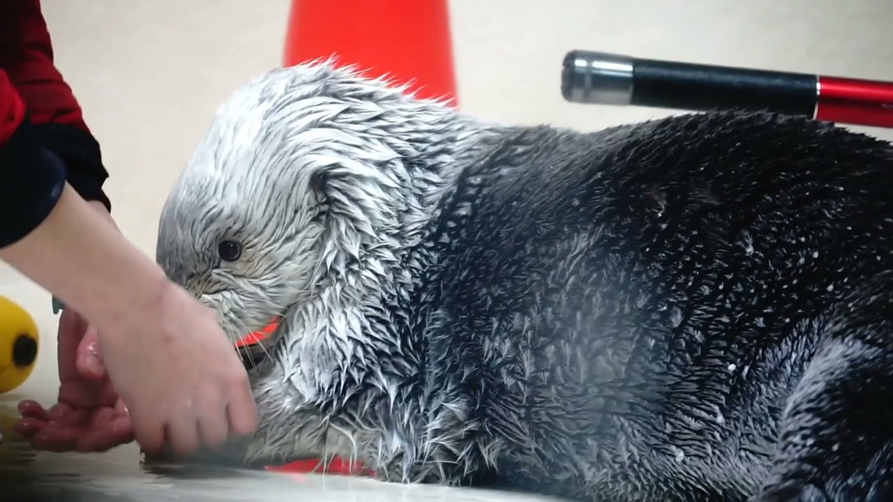 鳥羽水族館 ラッコ メイちゃん毛皮をﾋﾞﾛｰﾝされる「まっ､レディの脇腹を掴むなんて！」