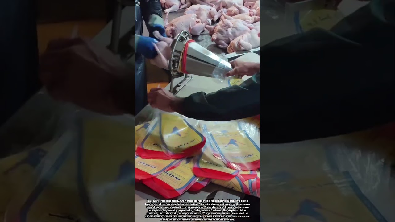 Poultry Factory Workers Carefully Bag Chickens for Safe Distribution