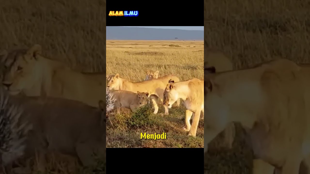 Landak Tanpa Musuh Alami Tapi Hampir Punah #shorts