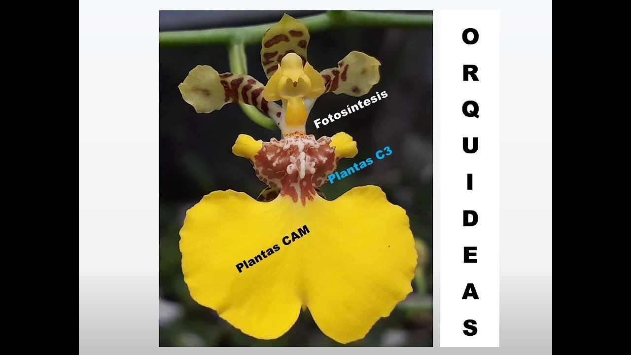 Fertilización de Orquídeas (3era Parte). Fotosíntesis, plantas C3  y plantas CAM.