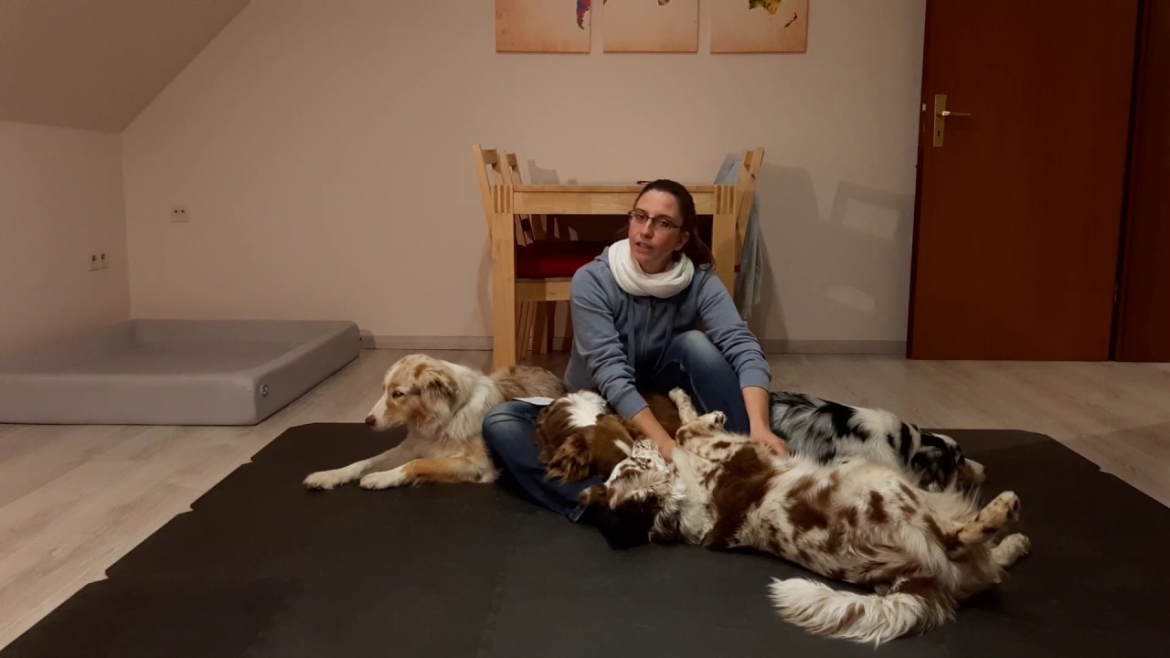 Hundetraining: Wie entsteht Aggression beim Hund? Sollte man Knurren beim Hund unterbinden?