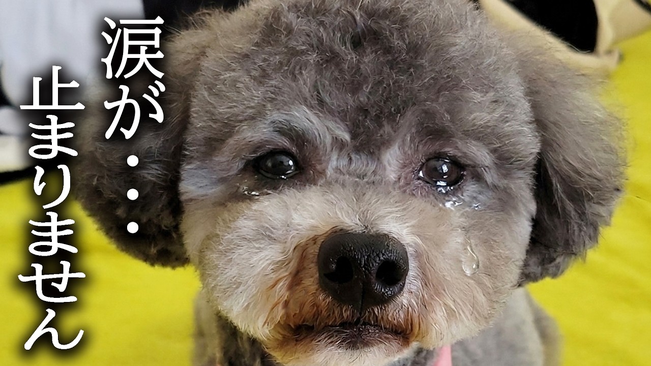 病院から戻り徹夜で看病したら犬が急に泣き出してしまいました...