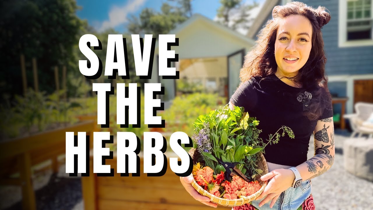 Harvesting & Drying Herbs Growing In The Tea Garden | Herbal Apothecary Cabinet