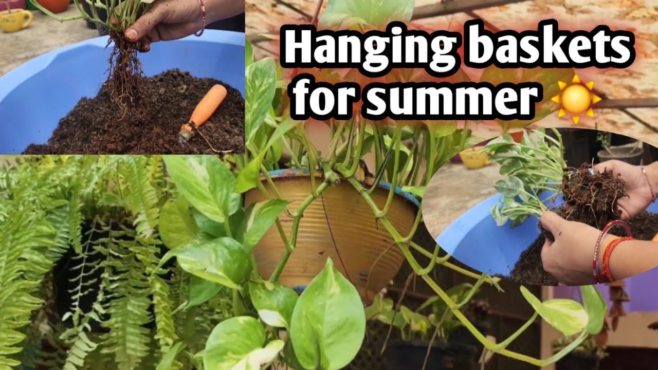 गर्मियों के लिये बनायें सुंदर हैंगिंग बास्केट!! ये गलती न करें !! How to make plants hanging basket
