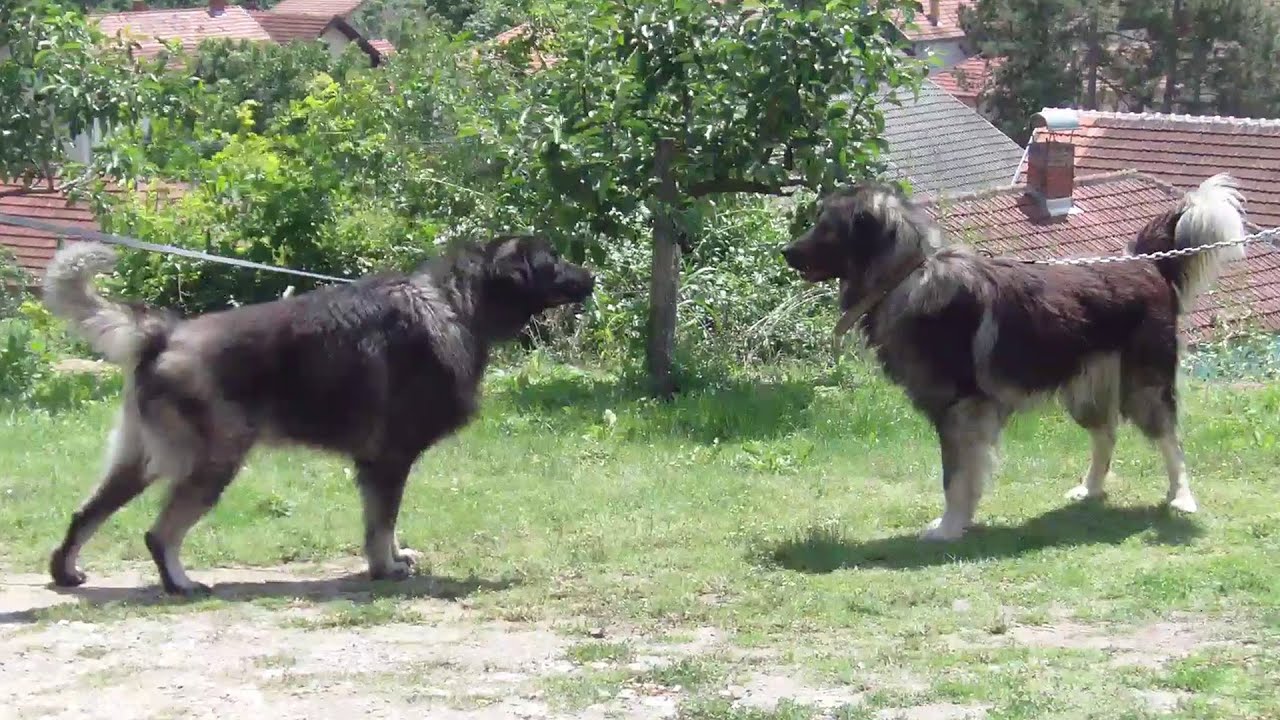 Shepherd Dog That Protects Like a King