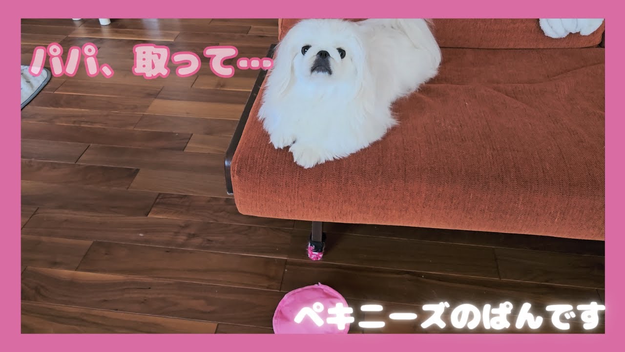 パパを完全に手なずけるペキニーズ