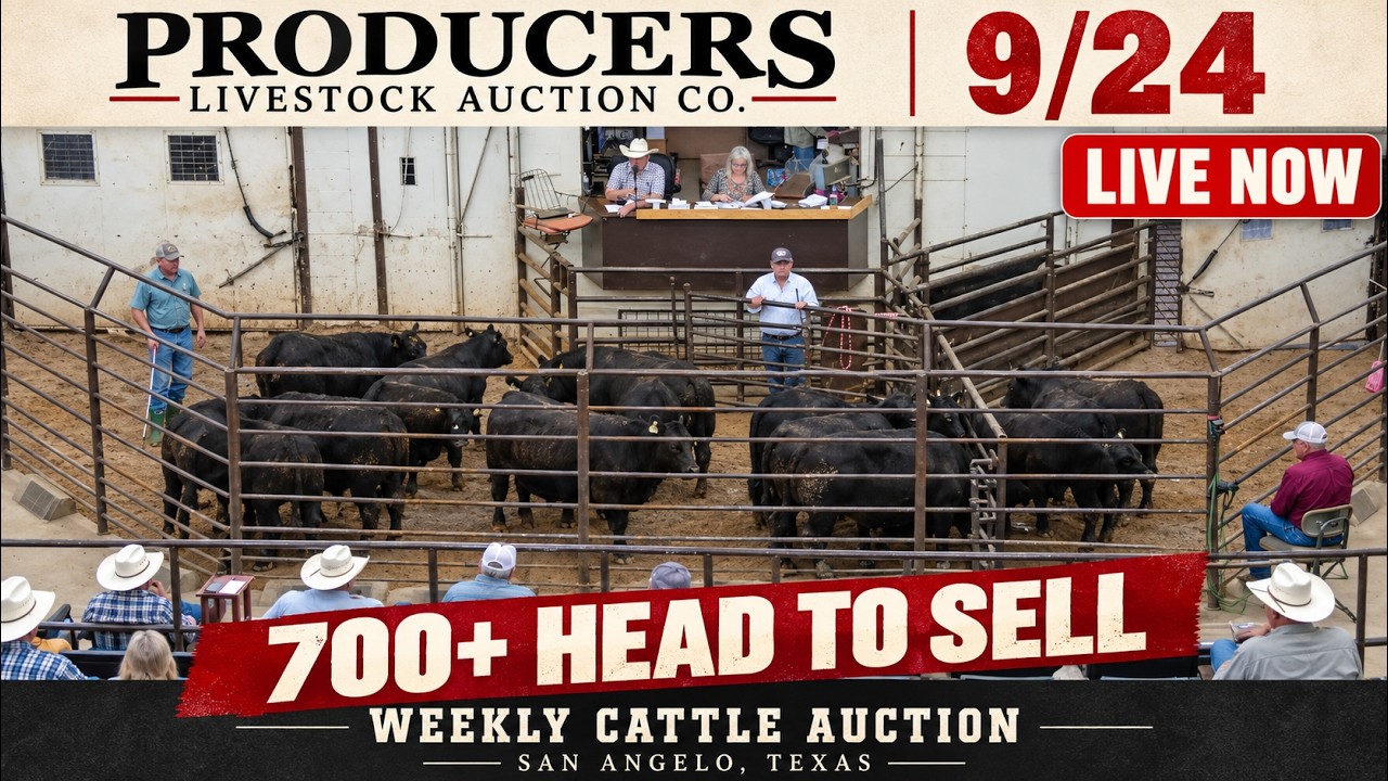 Producers Livestock Auction | 700+ Head Thursday All-Class Cattle Sale &mdash; 9/24/26