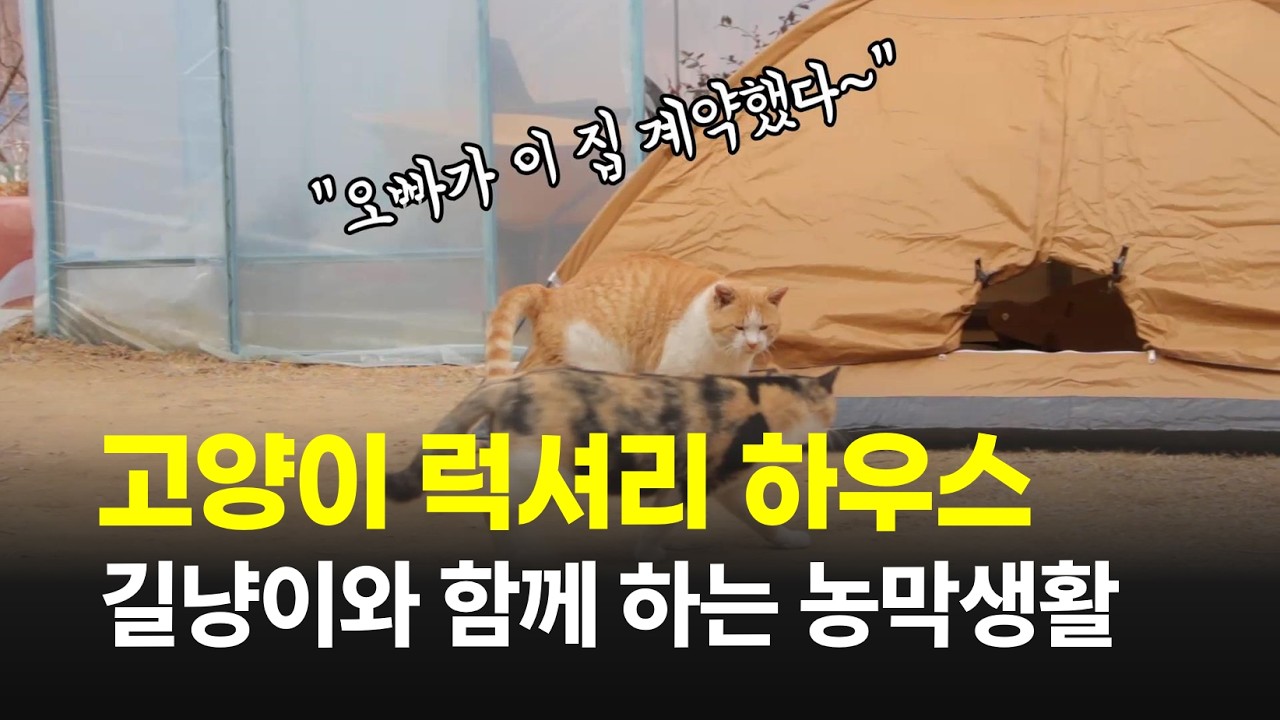 영곡리이야기 #089] 농막에 놀러오는 고양이에게 집을 마련해 주었습니다.