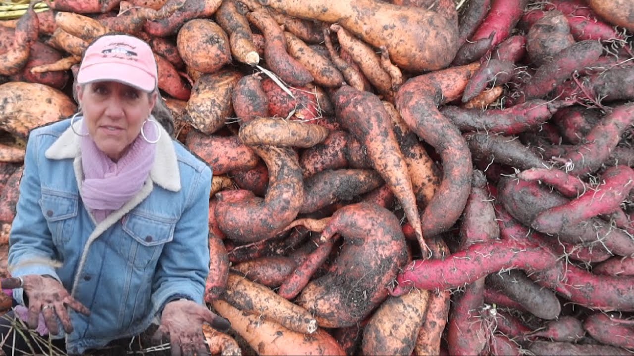 How I HARVEST AND CURE 250 lbs of sweet potatoes by HAND! OFF GRID | Gardening