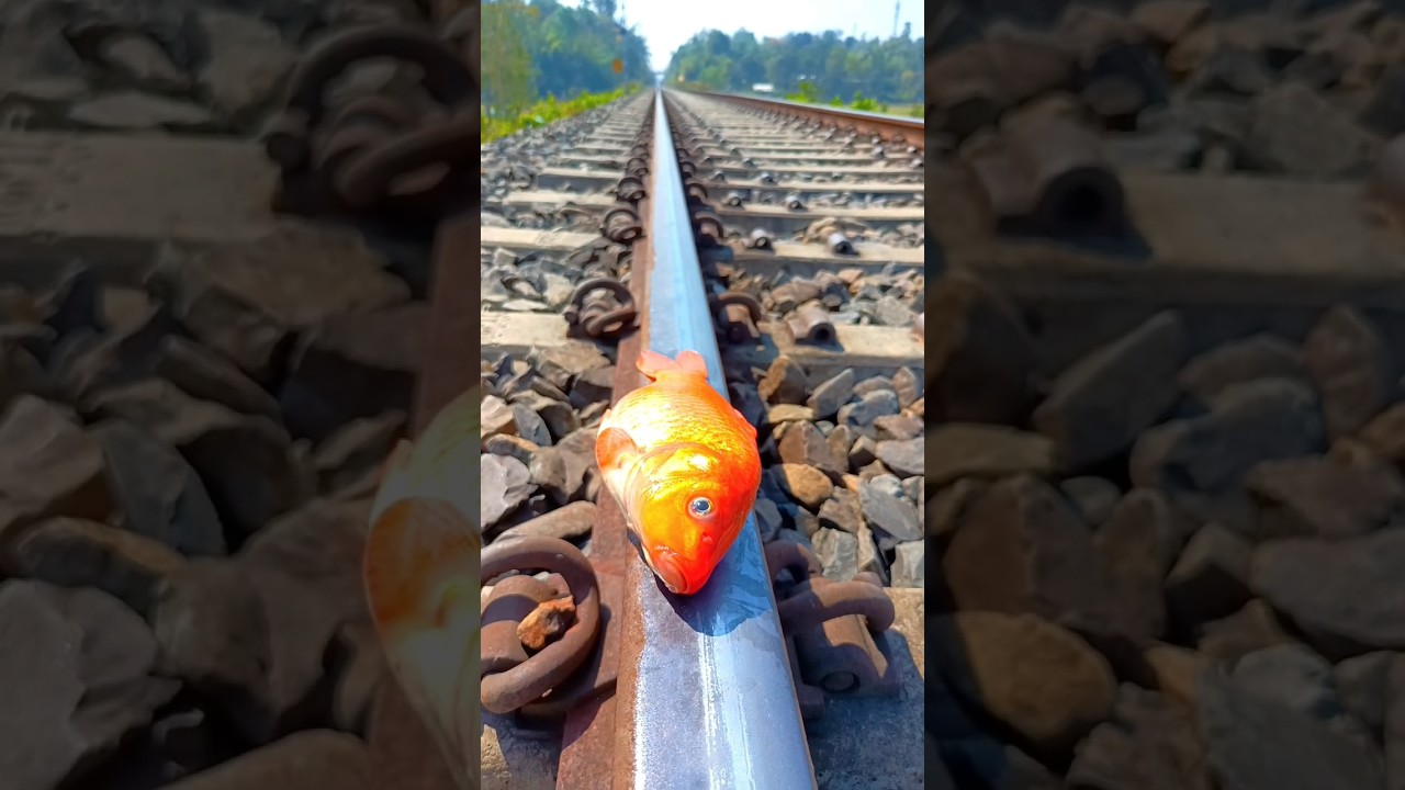 Train VS Fish Expriment