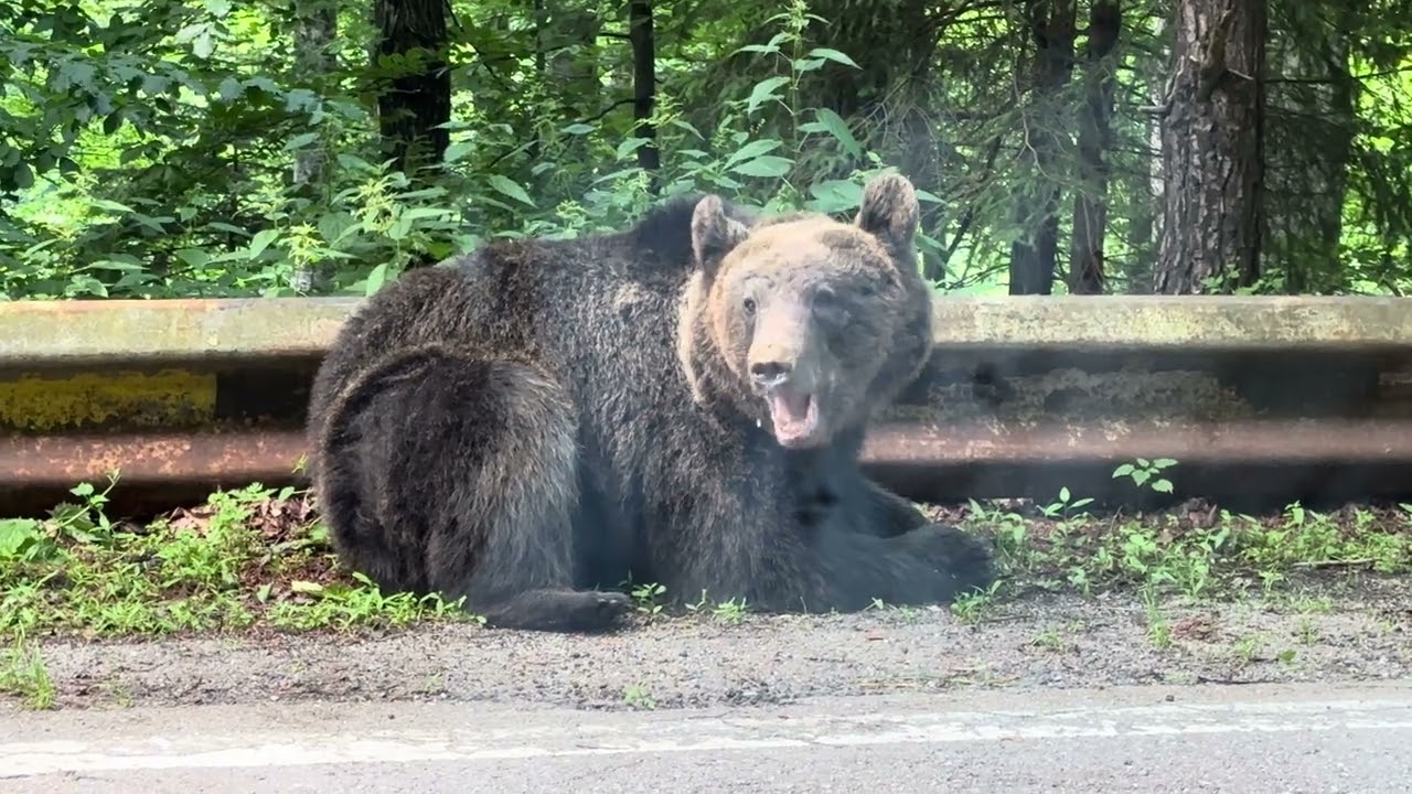 🐻 ❤️ Unbelievably lovely bear on Transfagarasan, Romania. #bear #bears #cub #cubs #wild #animals