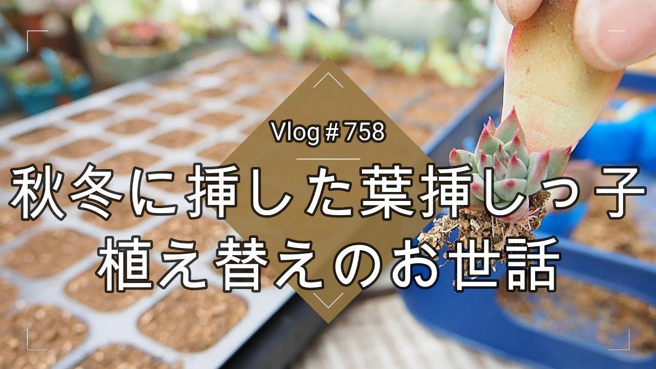 【Vlog758】【多肉植物】秋冬に挿した葉挿しっ子🌱植え替えのお世話【大きくするために】