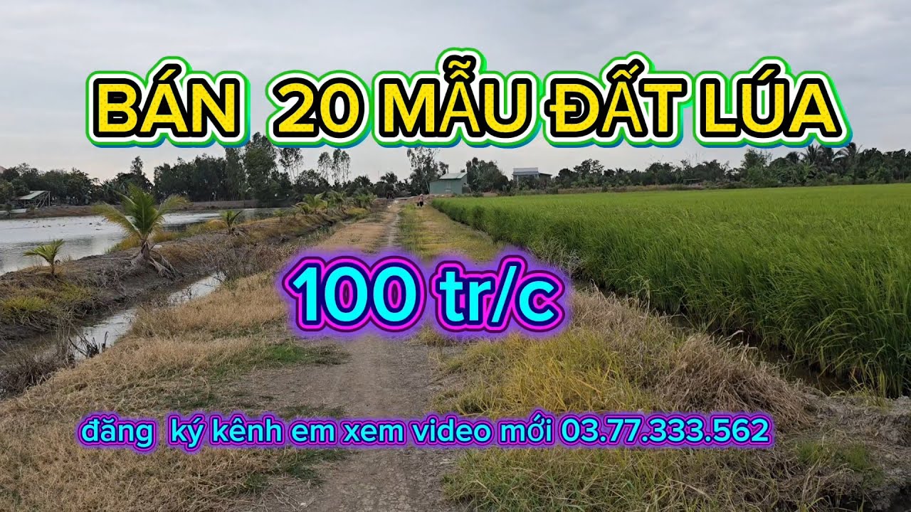 Bán  20 mẫu đất lúa  giá  100 tr một công  xe  ba gác  tới đất, thạnh hóa long an
