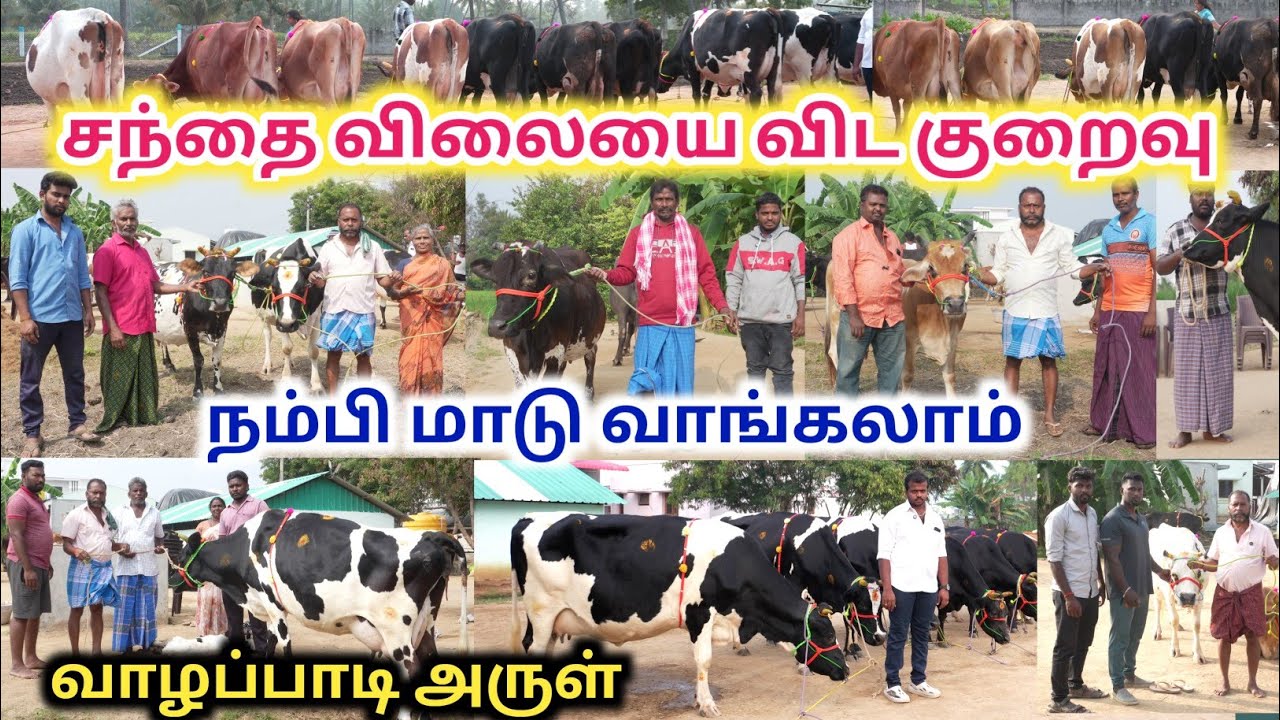21 - 12 - 25 | மாடுகள் விற்பனைக்கு | சந்தை விலையை விட குறைவு | HF&Jersey Cow for sales