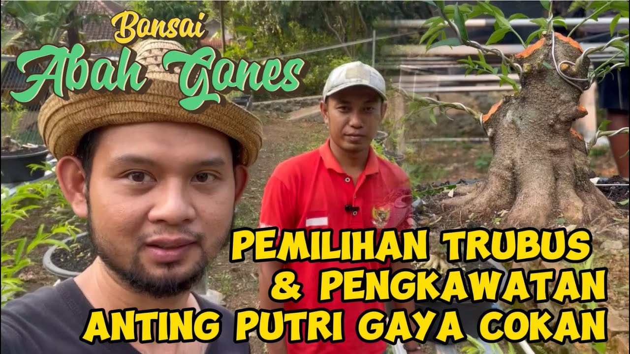 Part #2 - Pemilihan Trubus Bonsai Anting Putri gaya Cokan oleh kang Agus | Bonsai Abah Gones