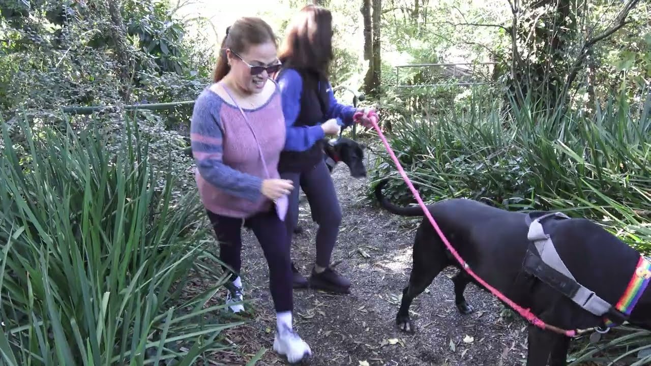 Great Dane Lovers May walk to Sky High on Mount Dandenong Victoria.