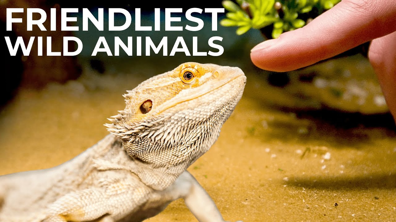 11 Friendliest Wild Animals in the World