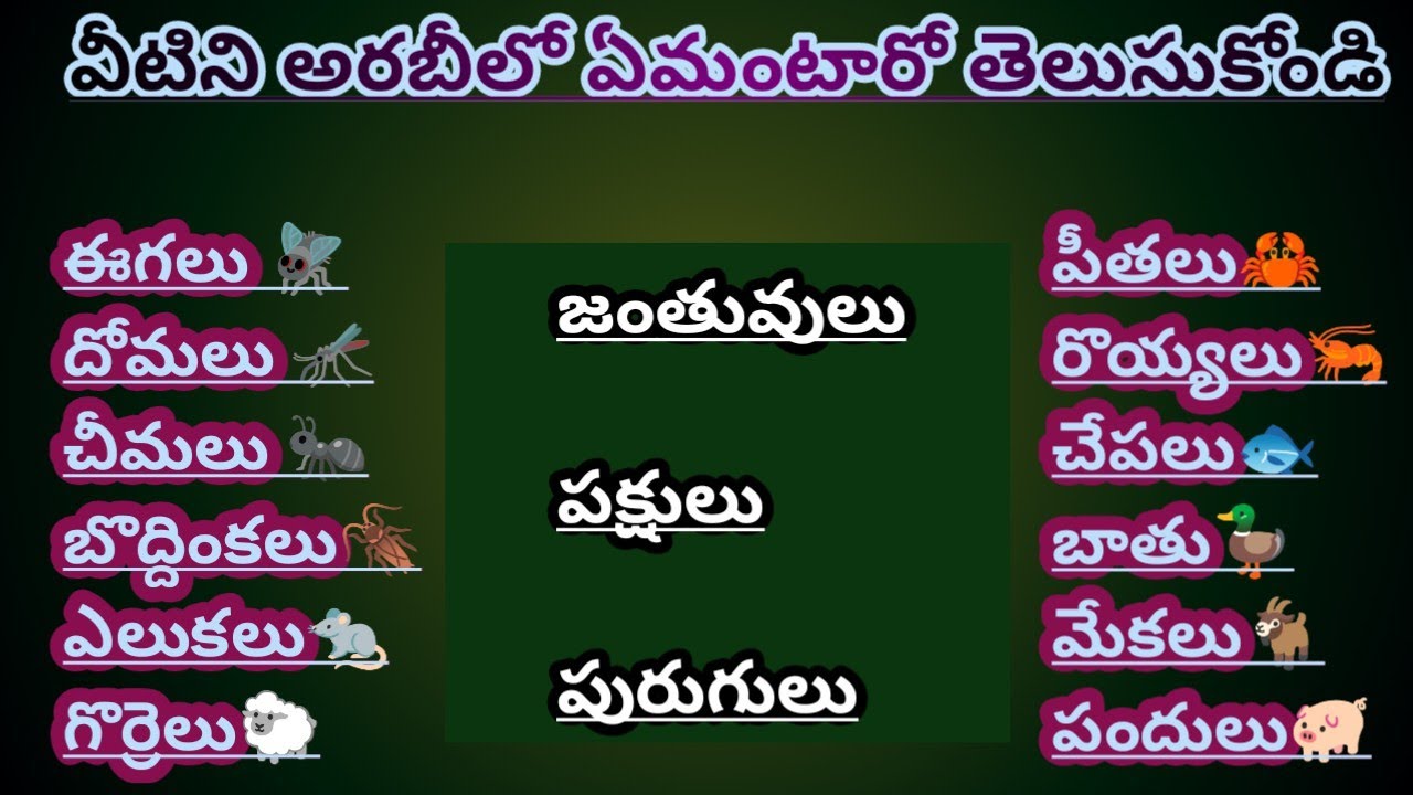 అరబ్బీలో జంతువులు||పురుగులు||పక్షులు పేర్లు తెలుసుకోండి||Chakri lovely by creation