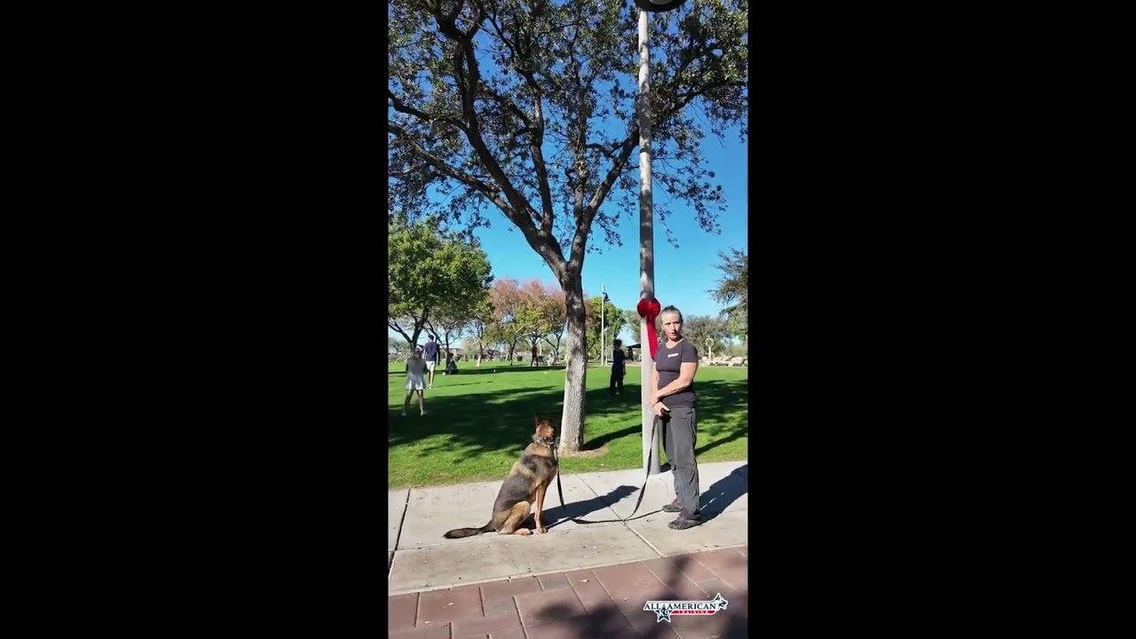 Malinois Mix I Pulling I Chasing Things I Hyper I Before & After I All-American K-9