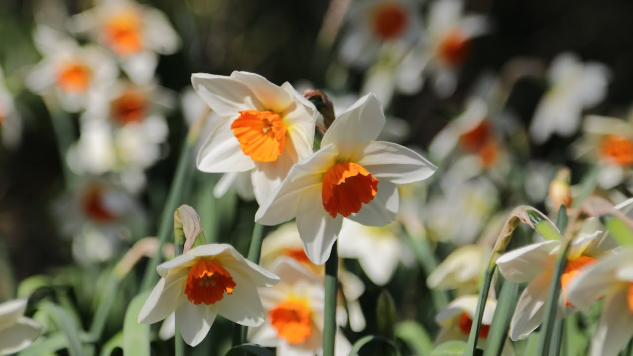 Hotham Park Flora & Fauna - Bognor Regis Slideshow 2017 by Neil Cooper