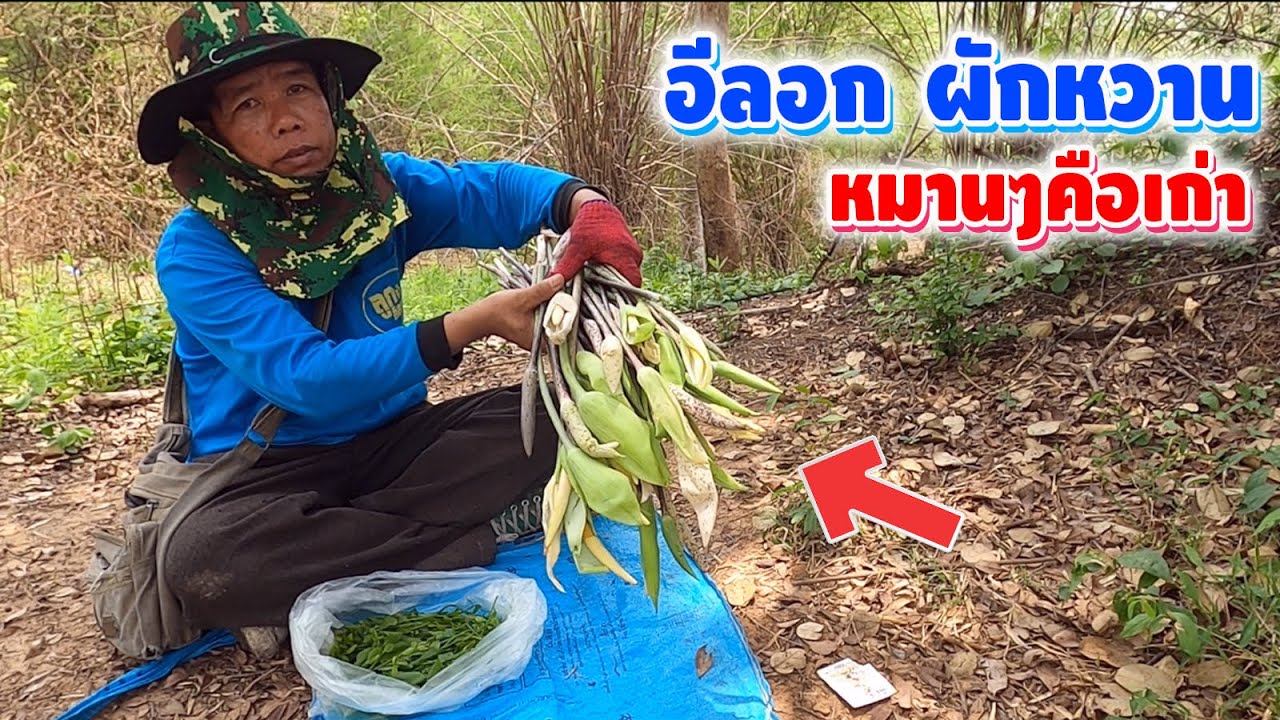 เก็บผักหวาน อีลอก หมานส่ำได๋ไปลุ้นกันเลย??