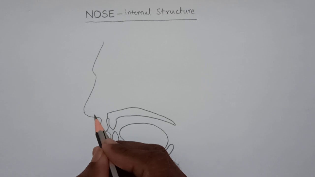 Nose internal structure diagram