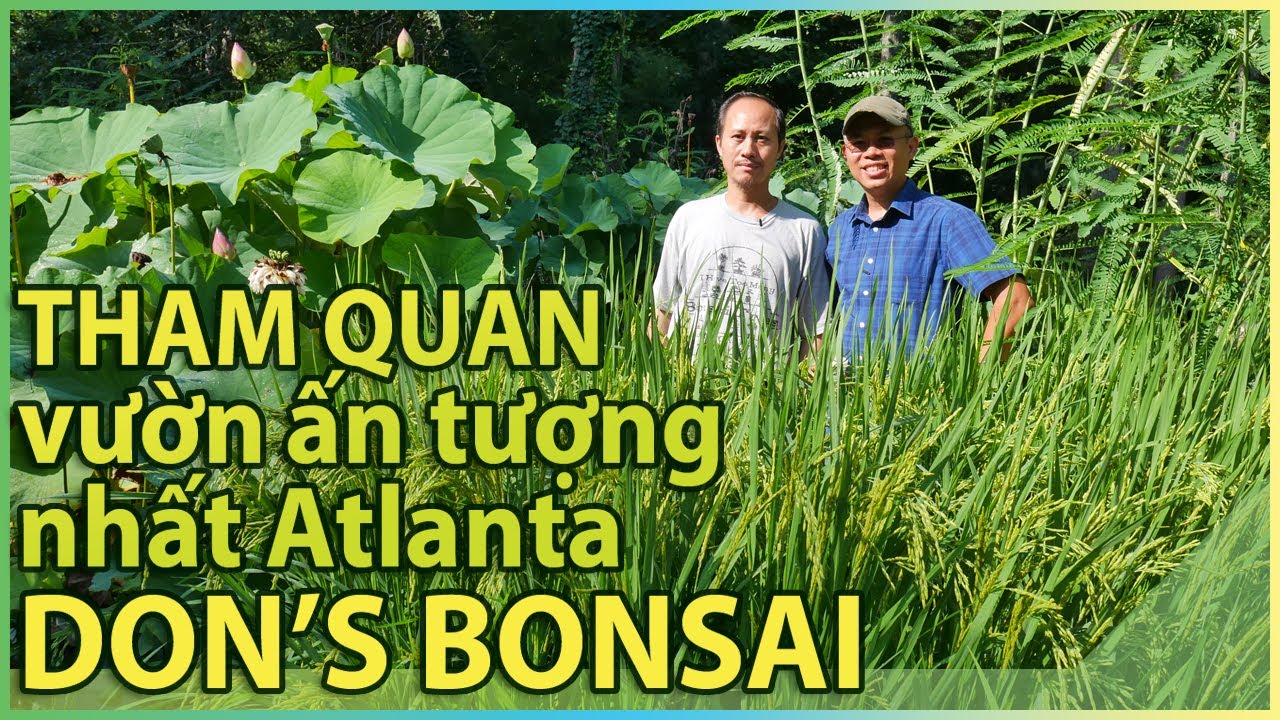 Tham quan vườn ấn tượng nhất Atlanta – DON’S BONSAI