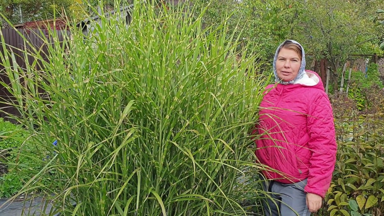 Мискантус Зебринус (MISCANTHUS ZEBRINUS) рекомендую всем для посадки у себя в саду.