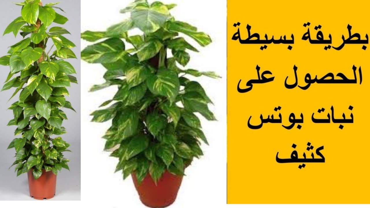 شاهد طريقتي للحصول على نبات بوتس كثيف | البوتس | قلب عبد الوهاب | Epipremnum aureum