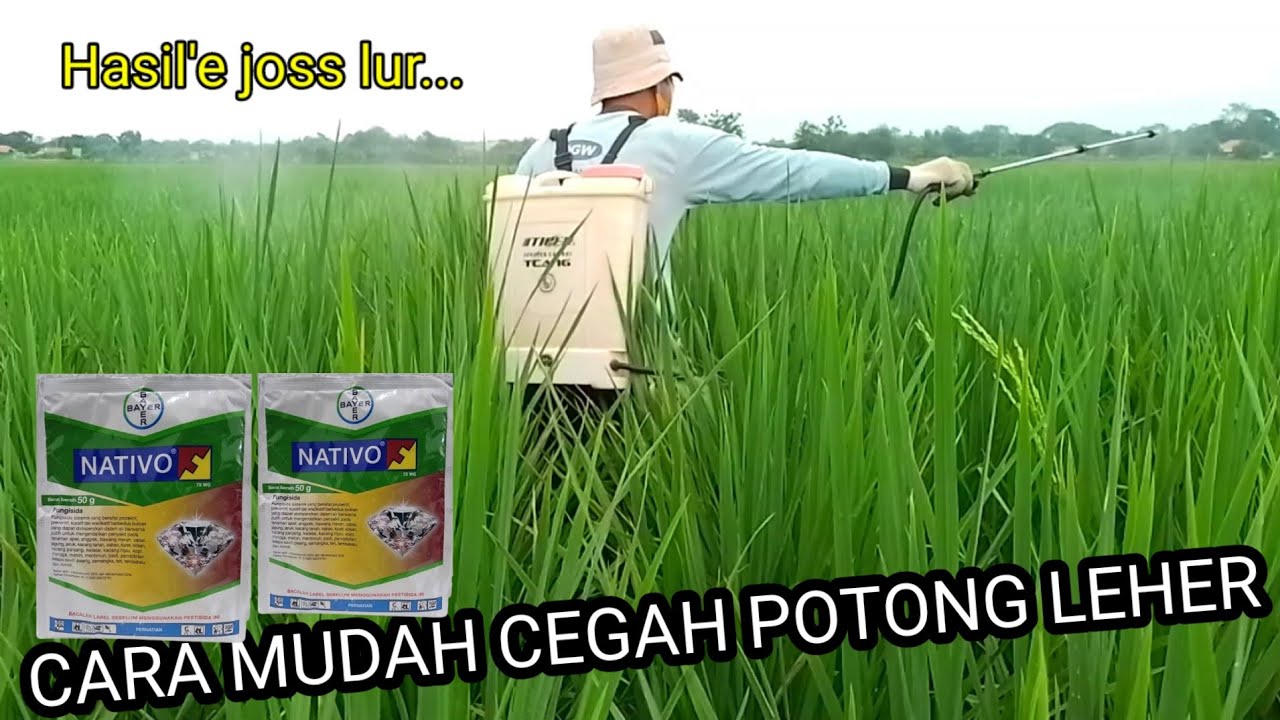 Cara mudah mencegah penyakit potong leher | Nativo 75wg