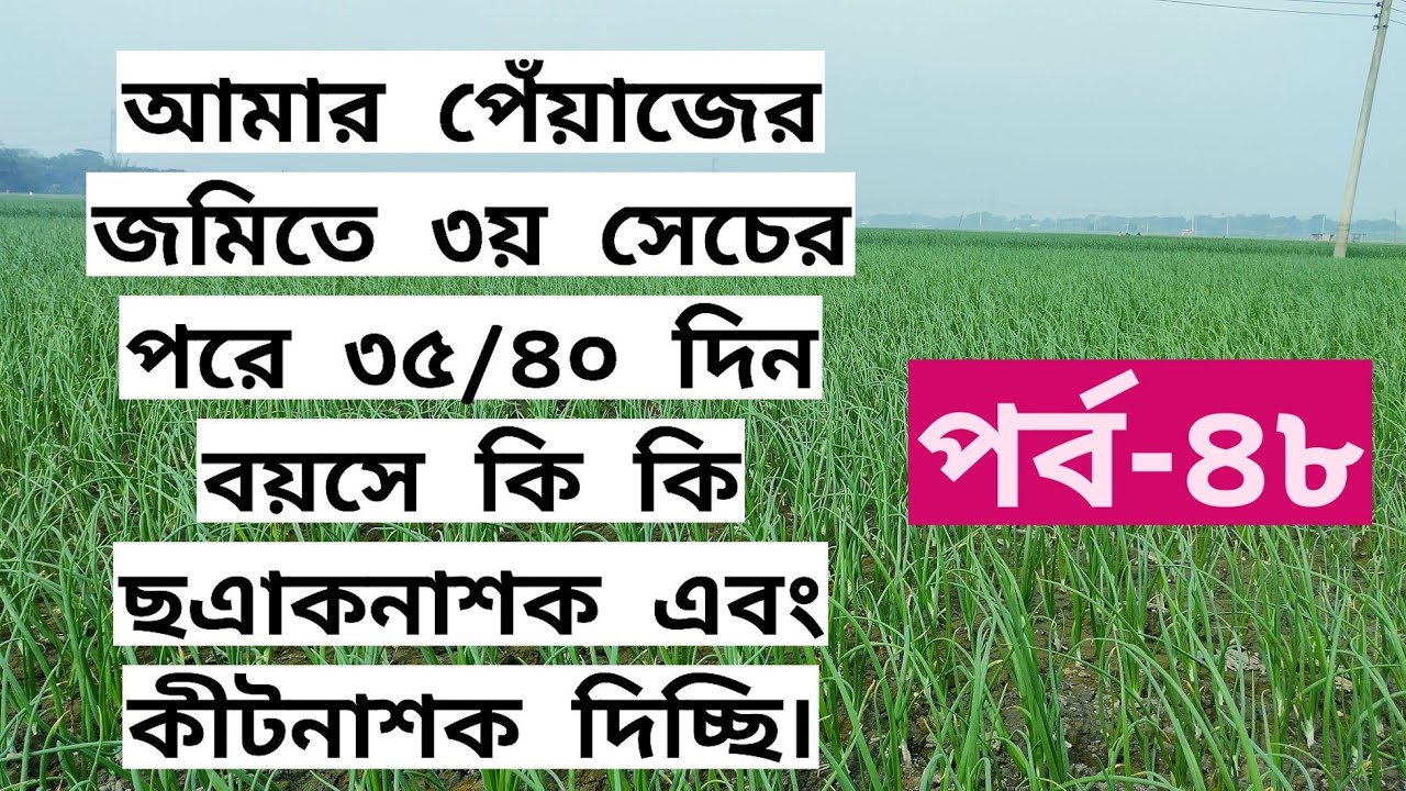 আমার পেঁয়াজের জমিতে ৩য় সেচের পরে ৩৫/৪০ দিন বয়সে কি কি ছএাকনাশক এবং কীটনাশক দিচ্ছি। (পর্ব-৪৭)