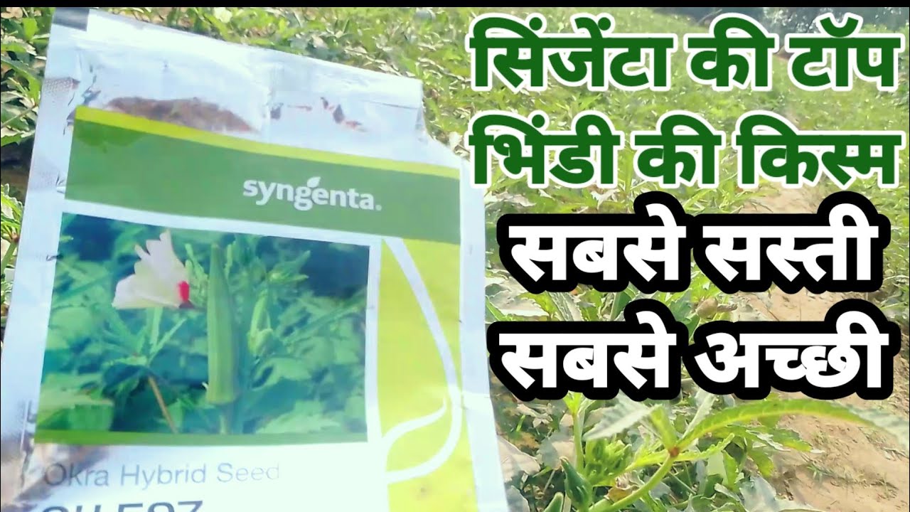 Syngenta Ki Top Bhindi Ki Kism//Bhindi ki Kheti//Okra Farming //OH597