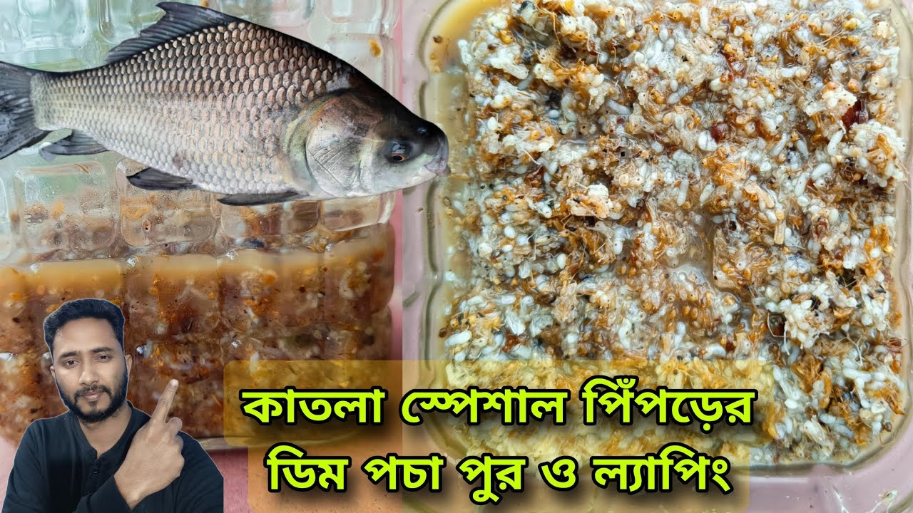 কাতলা স্পেশাল পিঁপড়ের ডিম পচা পুর ও ল্যাপিং | Misti piprer  dim pocha | mach dhorar top