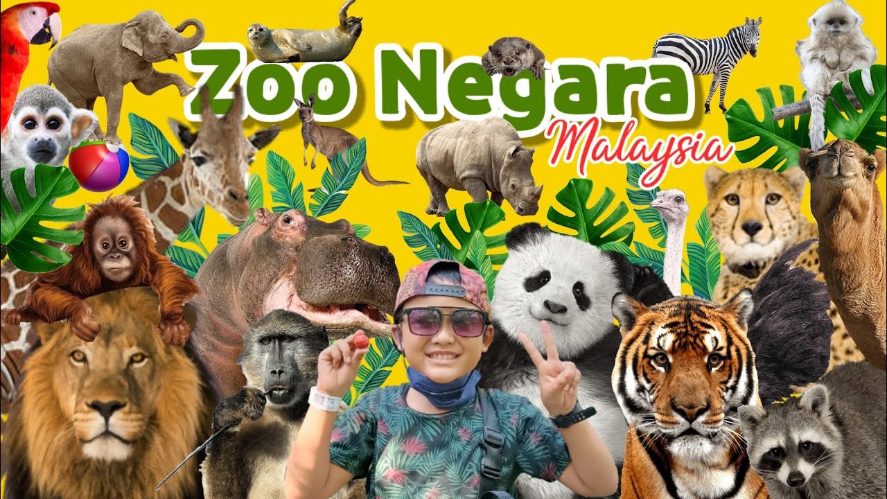 Zoo Negara Malaysia | KL | Day_4🦩🦬🐆🐅🐊