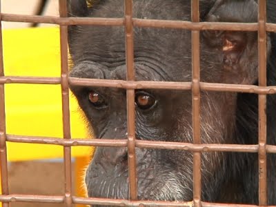 Sanctuaries Prepare for Influx of Lab Chimps