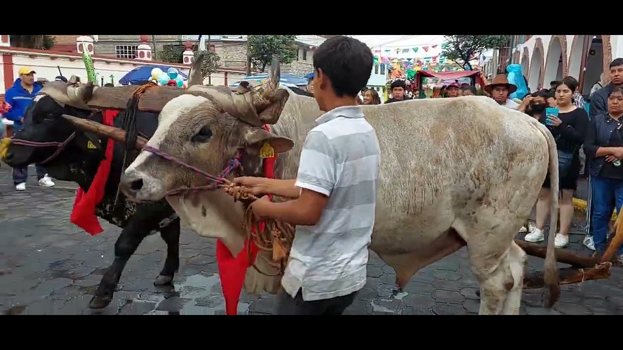 TRADICIONAL PASEO DE LA AGRICULTURA EN HONOR A SAN ISIDRO LABRADOR EN SAN BARTOLOME TLALTELULCO