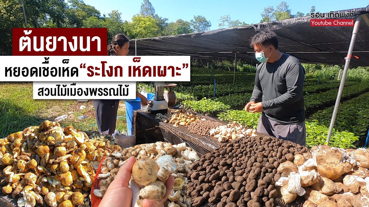 ต้นยางนาหยอดเชื้อเห็ดระโงก เห็ดเผาะ ปลูก 3 ปีเห็นผล สวนไม้เมืองพรรณไม้ | มองโลกกลับหัว