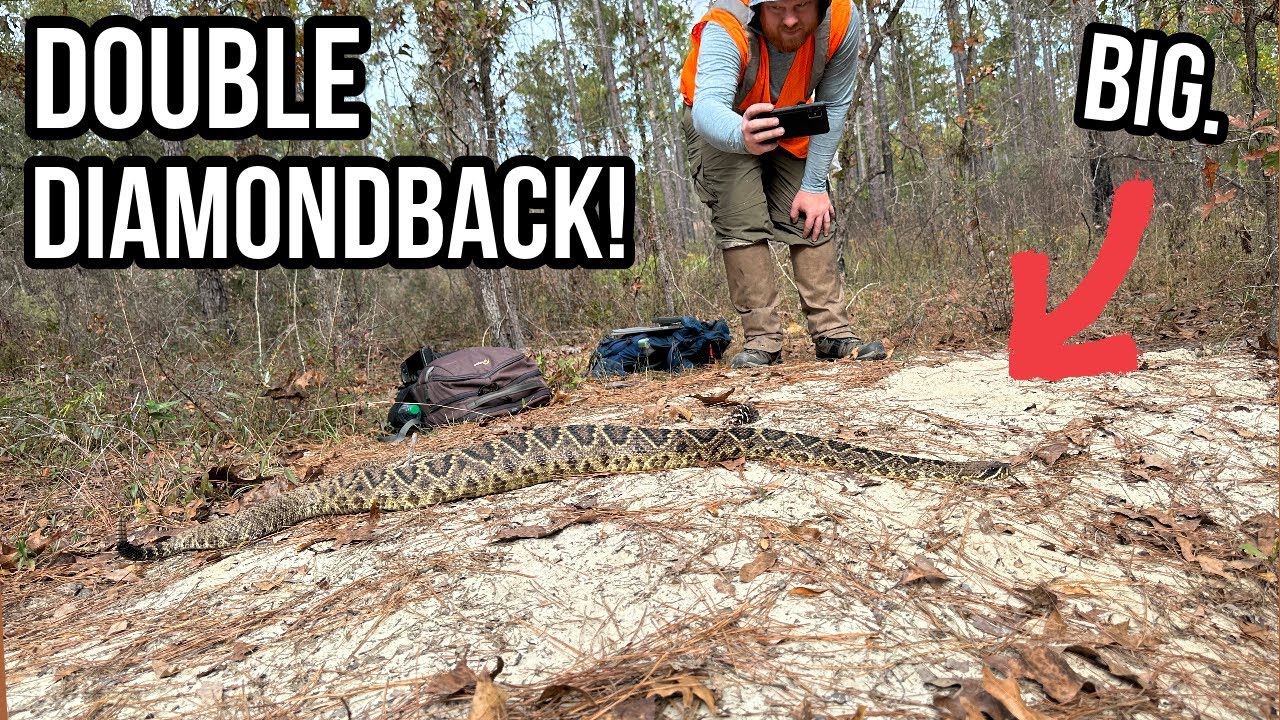 Double Diamondback Day! Late Fall Field Herping in Georgia