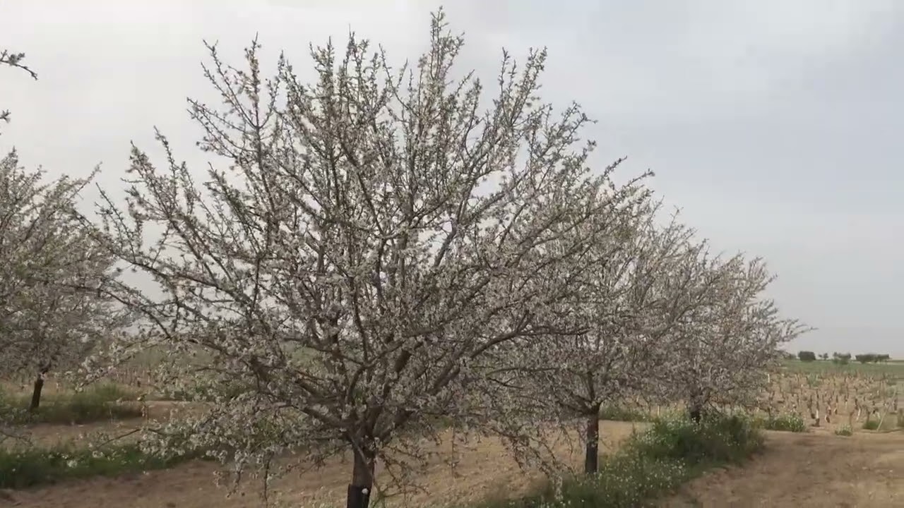 Floración Penta Lillo 2024