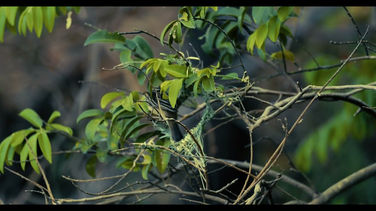 นกกระจาบทำรัง - R5markii , RF200-800 F6.3-9 IS USM