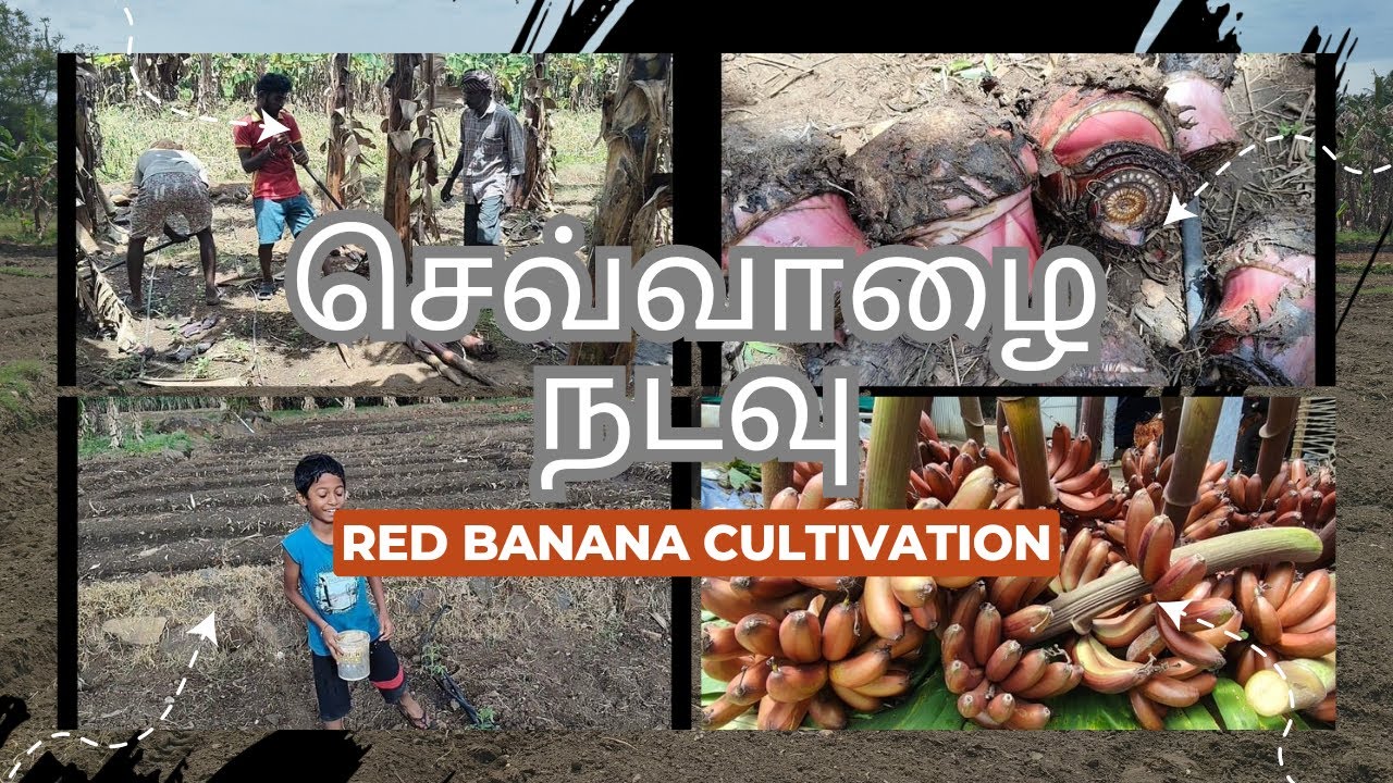 Red Banana Cultivation | செவ்வாழை நடவு | வாழை சாகுபடி | Red Banana Farming