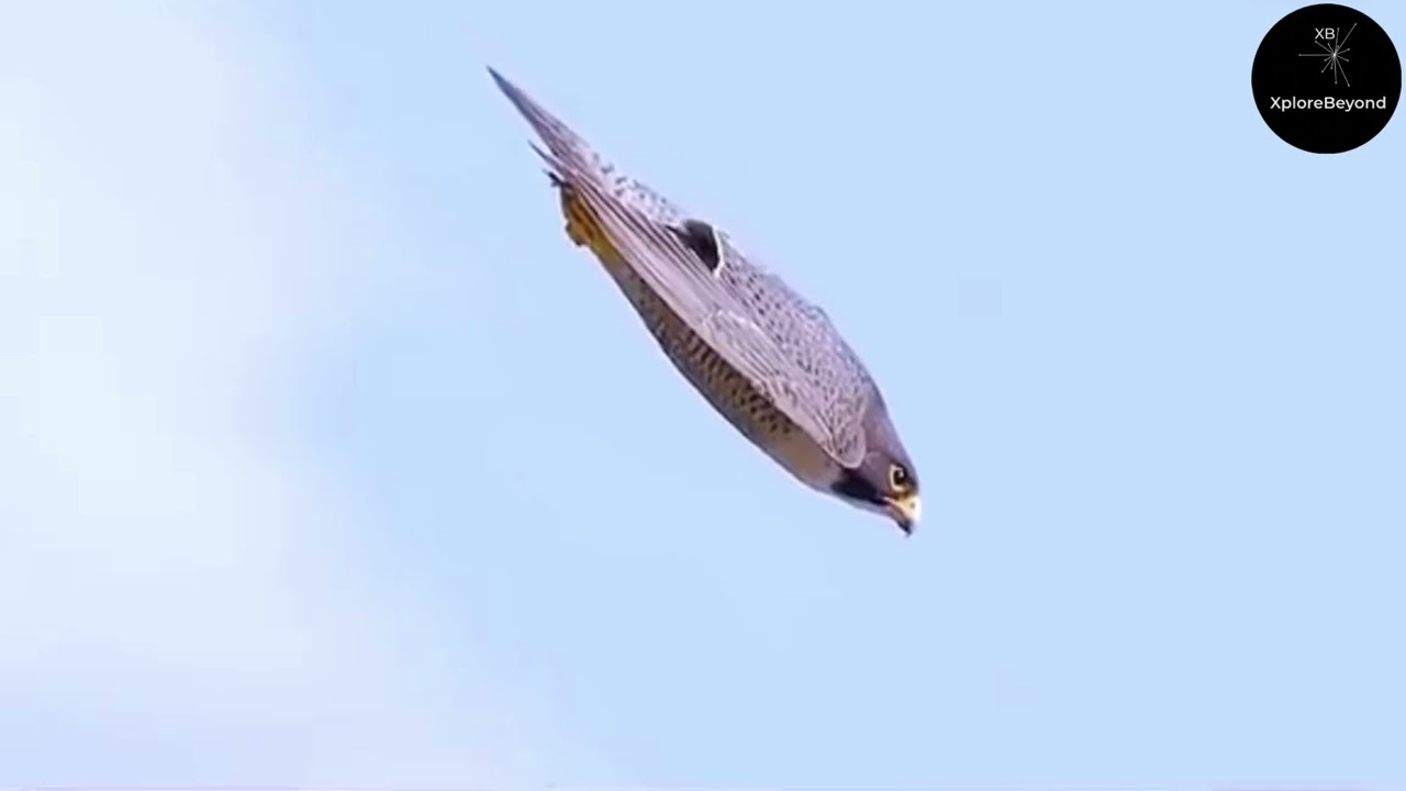 Fastest Flying Bird in the World | Xplore Beyond