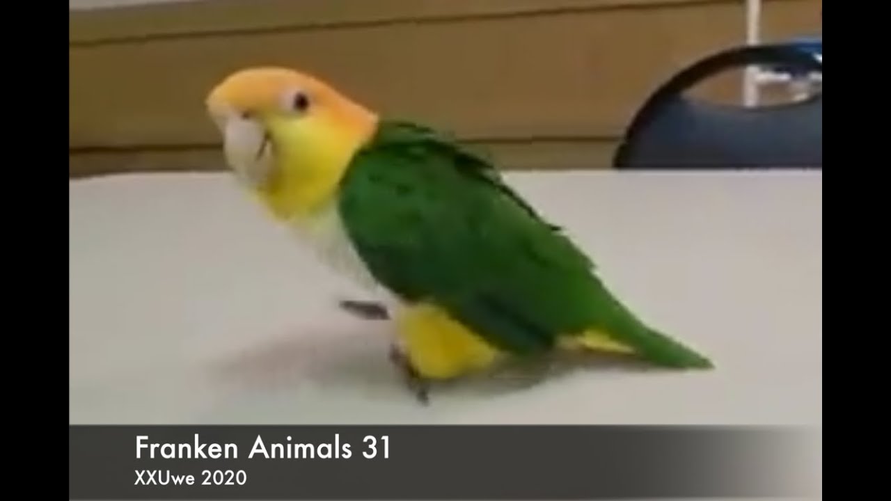 XXUwe - Franken Animals 31