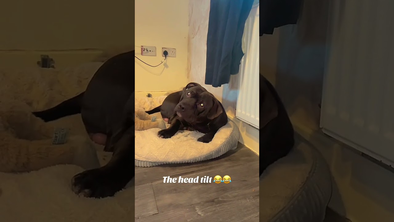 Dog head tilt compilation#cutedog #headtilt #dogvideo #funnypets
