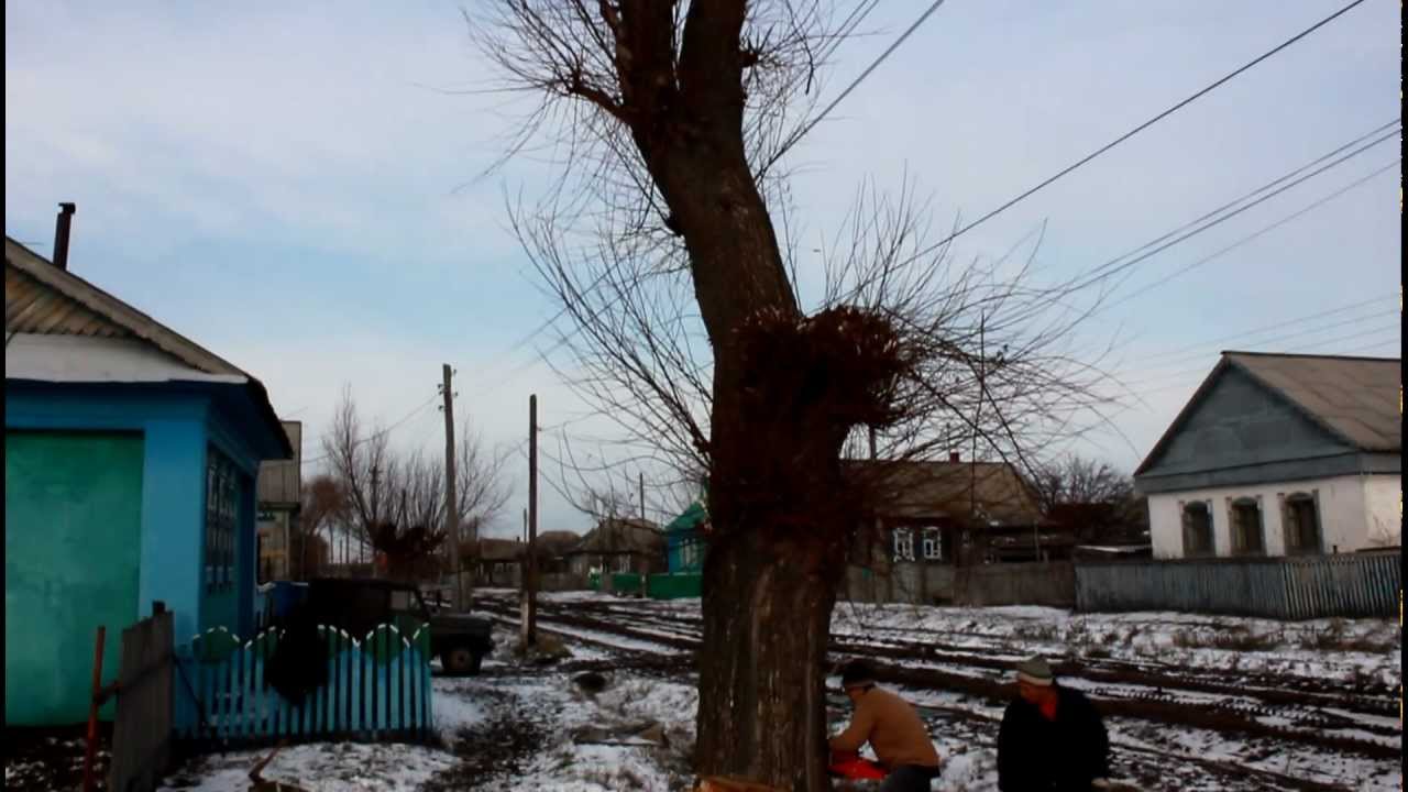 неудачная валка дерева
