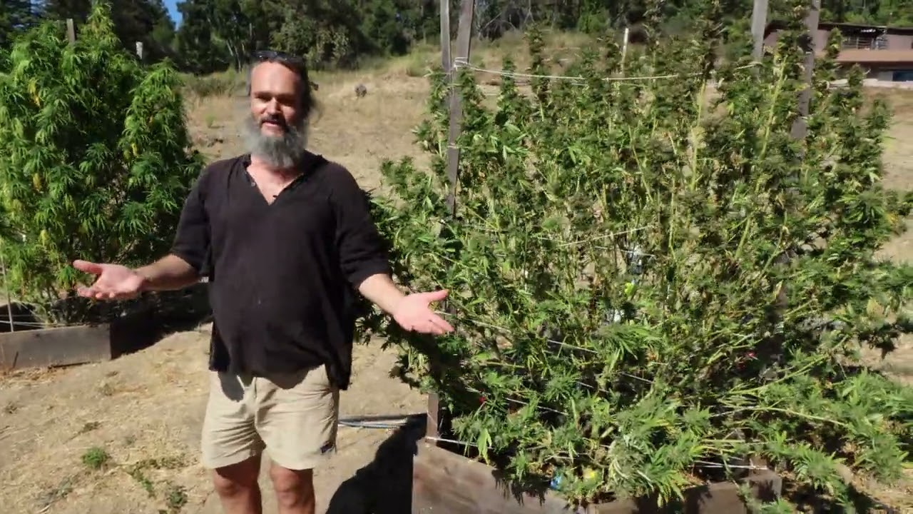 CHOCOLATE THAI  HARVEST & PLANT REVIEW